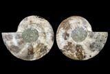Agatized Ammonite Fossil - Madagascar #113068-1